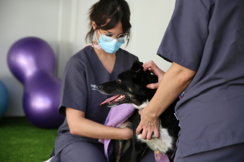 Cardiología veterinaria Menescal