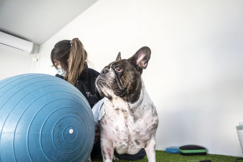 fisioterapia veterinaria para perros