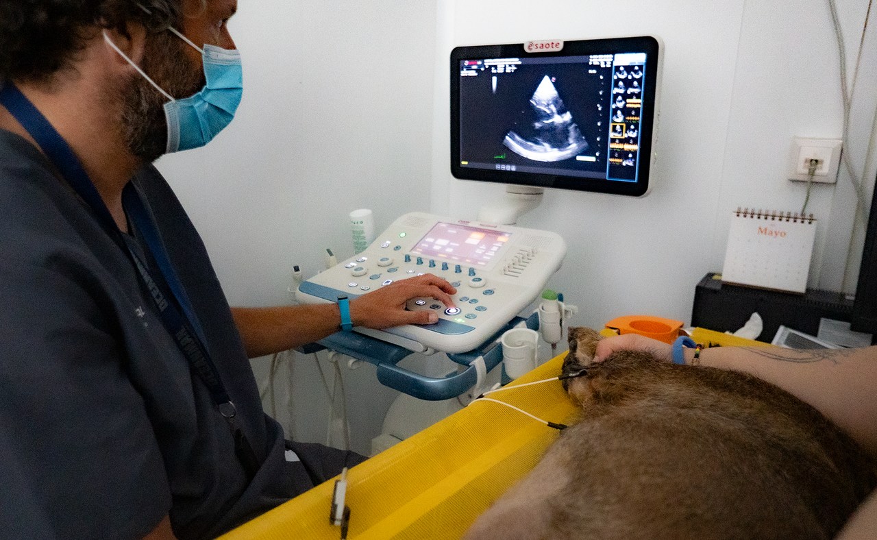 cardiología veterinaria