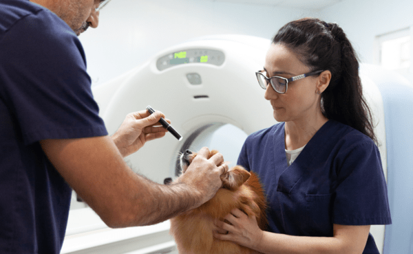 neurología veterinaria