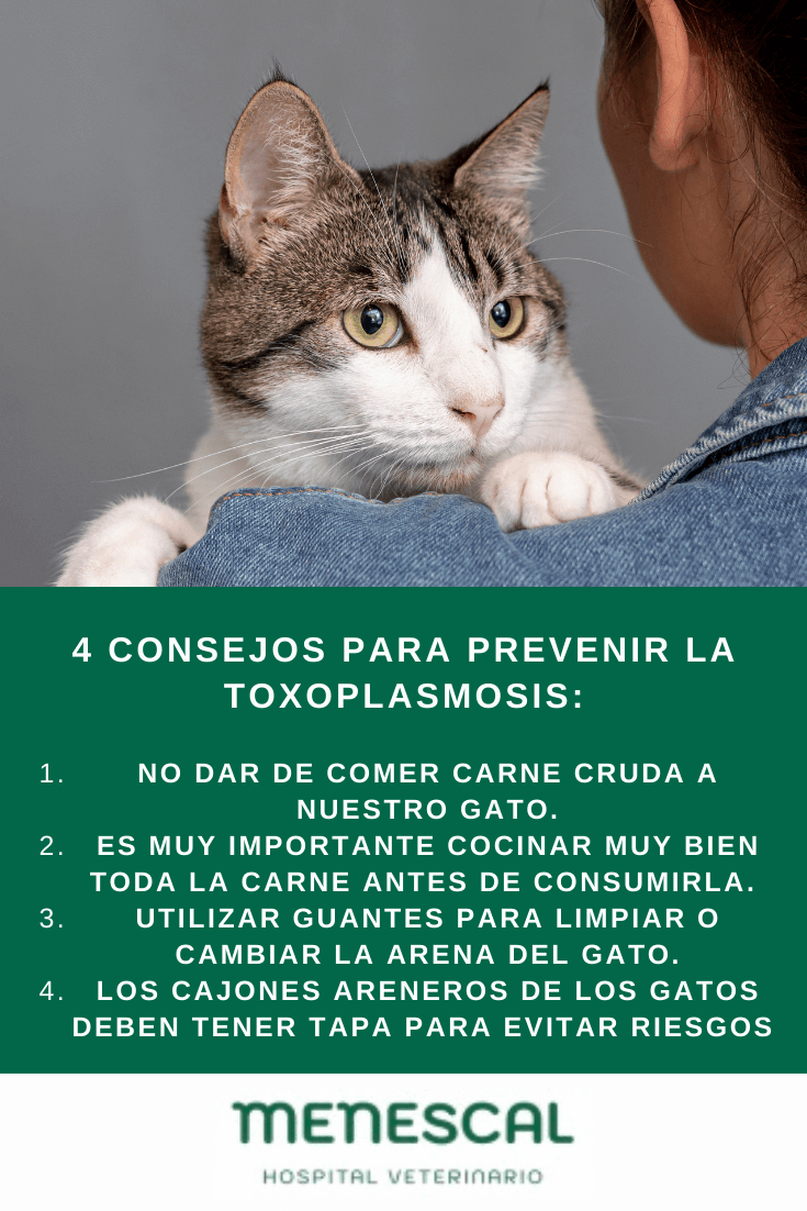 xollo-plasmosis-gatos