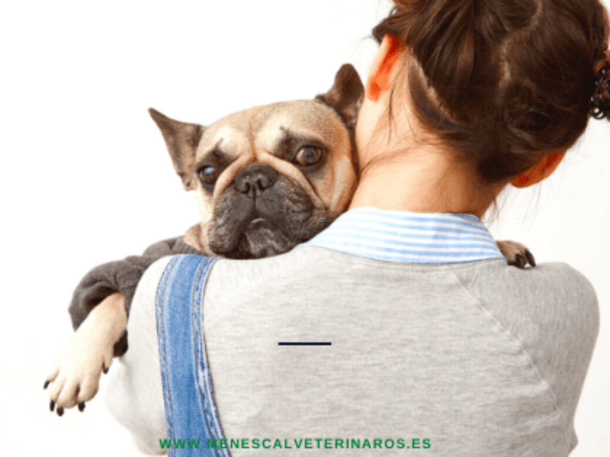 Instruir Flotar Prominente Piometra canina: ¿qué es, cómo se detecta, y cual es el mejor tratamiento  para combatirla?
