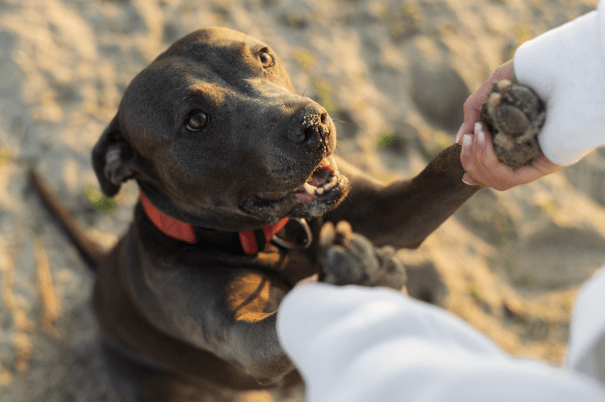 cushing perros tratamiento