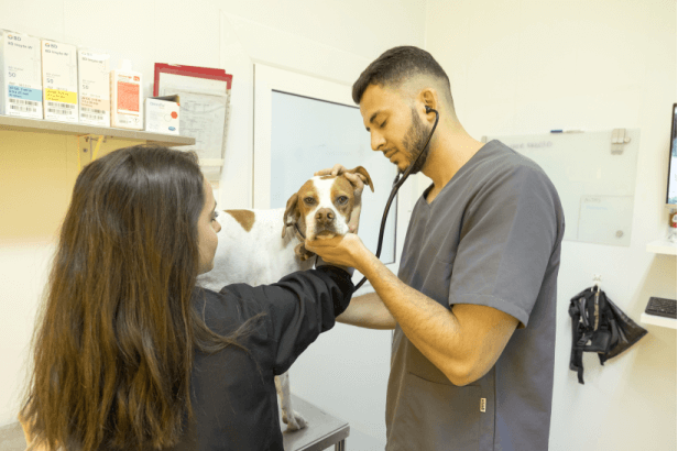 Curso Auxiliar Veterinario Hospital Menescal Novelda