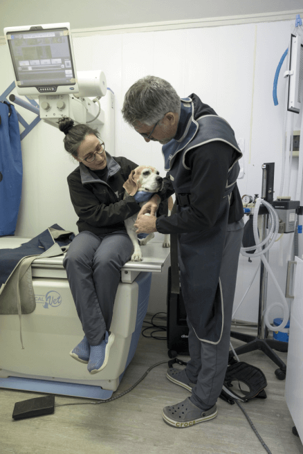 Curso Auxiliar Veterinario Menescal con prácticas en Hospital