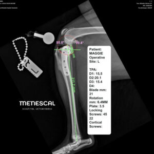 caso clinico TPLO Maggie 